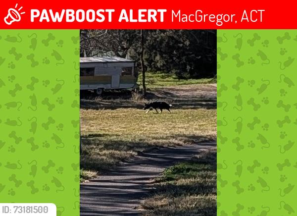 Lost Unknown Dog last seen Ballow Crescent MacGregor ACT, MacGregor, ACT 2615