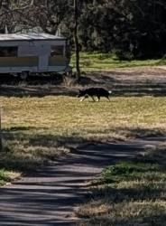 Lost Unknown Dog last seen Ballow Crescent MacGregor ACT, MacGregor, ACT 2615