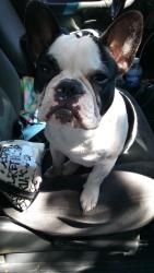 Reunited Male Dog last seen A st., Antioch, CA 94509