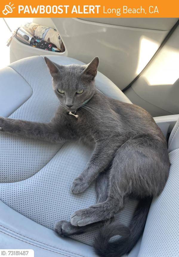 Found/Stray Male Cat last seen Magnolia Ave and 6th Street, Long Beach, CA 90802