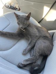 Found/Stray Male Cat last seen Magnolia Ave and 6th Street, Long Beach, CA 90802