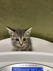 Shelter Stray Male Cat last seen Near BLOCK BEACH ST, JURUPA VALLEY CA 92509, 6851 Van Buren Boulevard, Jurupa Valley, CA 92509, USA