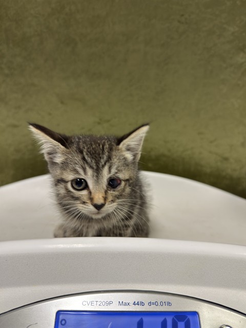Shelter Stray Male Cat last seen Near BLOCK BEACH ST, JURUPA VALLEY CA 92509, 6851 Van Buren Boulevard, Jurupa Valley, CA 92509, USA