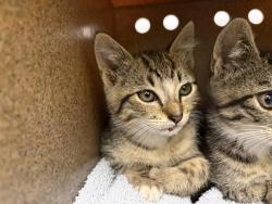 Shelter Stray Male Cat last seen Near BLOCK SE 217TH ST, KENT WA 98031, 21615 64th Ave S, Kent, WA 98032, USA