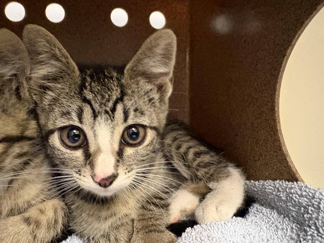 Shelter Stray Female Cat last seen Near BLOCK SE 217TH ST, KENT WA 98031, 21615 64th Ave S, Kent, WA 98032, USA
