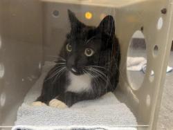 Shelter Stray Male Cat last seen Near BLOCK S 223RD CT, KENT WA 98031, 21615 64th Ave S, Kent, WA 98032, USA