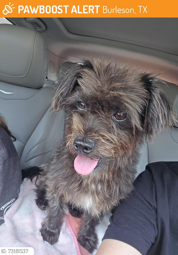 Found/Stray Female Dog last seen Mountain Valley- At Shoreline and clbh Dr., Burleson, TX 76028