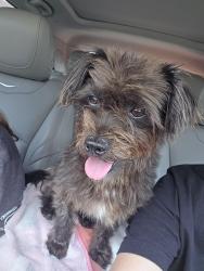 Found/Stray Female Dog last seen Mountain Valley- At Shoreline and clbh Dr., Burleson, TX 76028