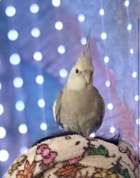 Lost Male Bird last seen St Gertrude and st baker st, Santa Ana, CA 92707
