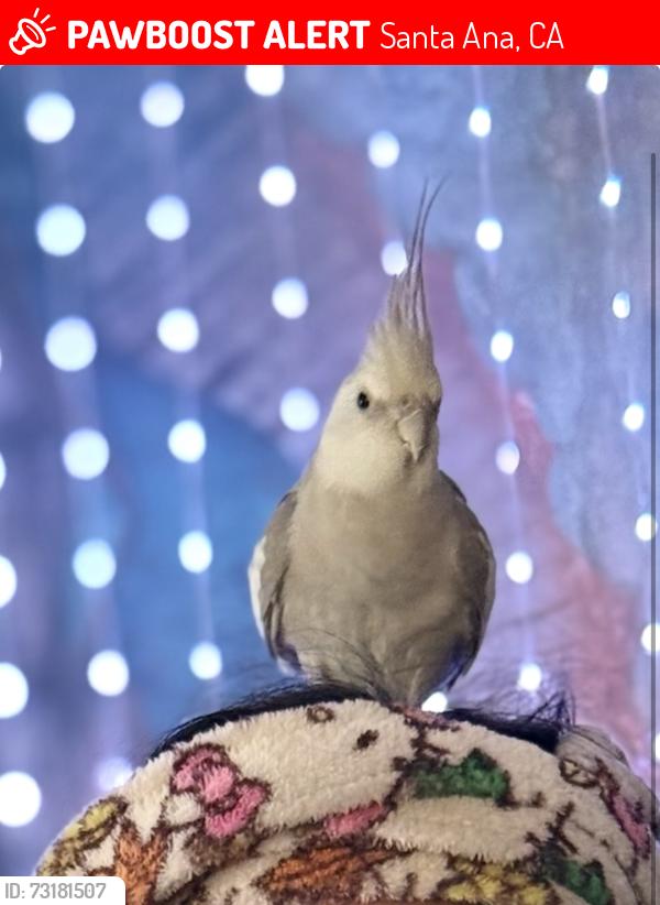 Lost Male Bird last seen St Gertrude and st baker st, Santa Ana, CA 92707