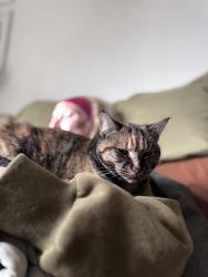 Lost Female Cat last seen Gage and Bellerive or Claybell park, Richland, WA 99352