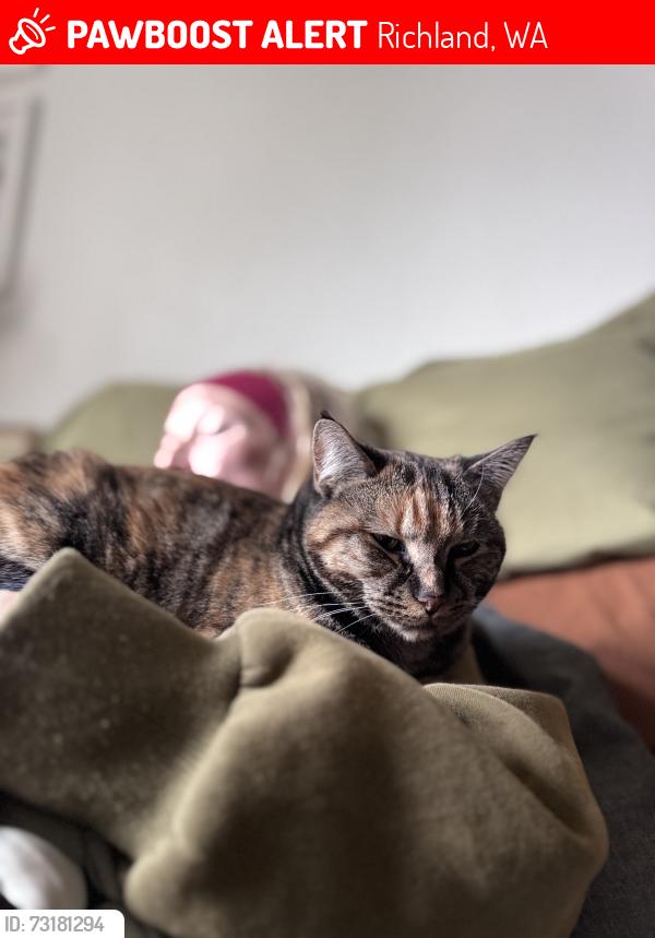 Lost Female Cat last seen Gage and Bellerive or Claybell park, Richland, WA 99352