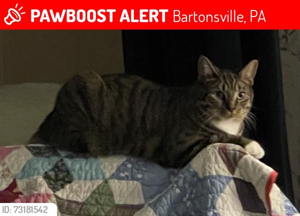 Lost Female Cat last seen Sky High Dr & Hearthstone Circle, Bartonsville, PA 18321