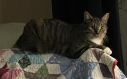Lost Female Cat last seen Sky High Dr & Hearthstone Circle, Bartonsville, PA 18321