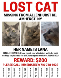 Lost Female Cat last seen Allenhurst rd, Amherst, NY 14226