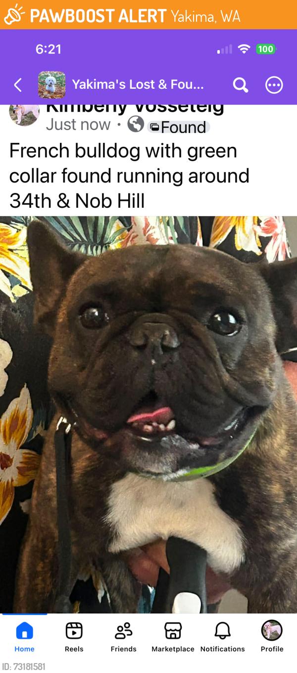 Found/Stray Unknown Dog last seen 34th & Nob Hill, Yakima, WA 98902