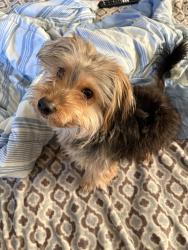 Lost Male Dog last seen Crenshaw highschool, Los Angeles, CA 90043