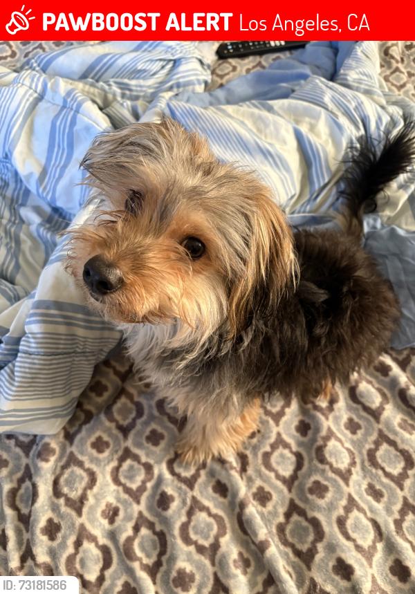 Lost Male Dog last seen Crenshaw highschool, Los Angeles, CA 90043
