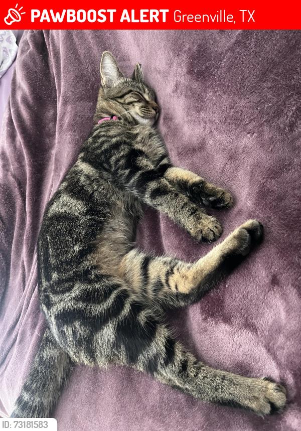 Lost Female Cat last seen Morse st, Greenville, TX 75401