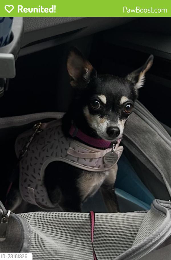 Reunited Female Dog last seen Heathbrook Circle, Asheville, NC 28803