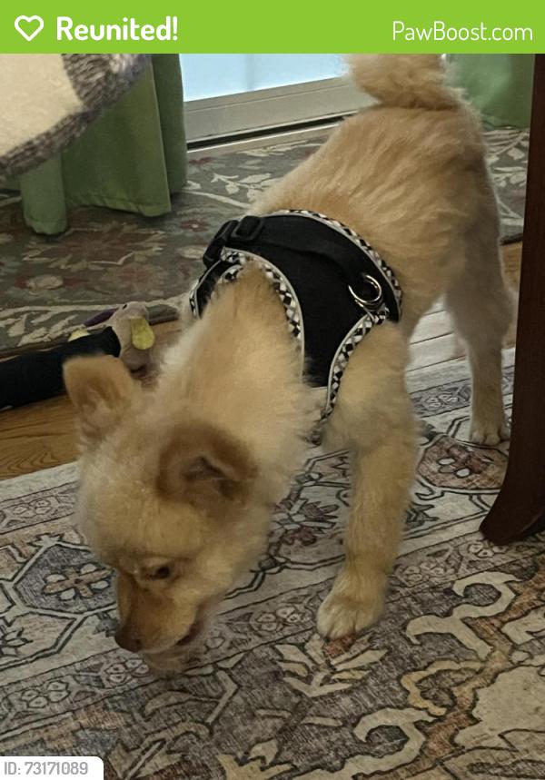 Reunited Male Dog last seen Water St, Smithsburg, MD 21783