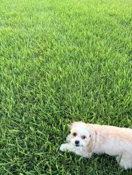 Found/Stray Female Dog last seen Anderson springs, Missouri City, TX 77459