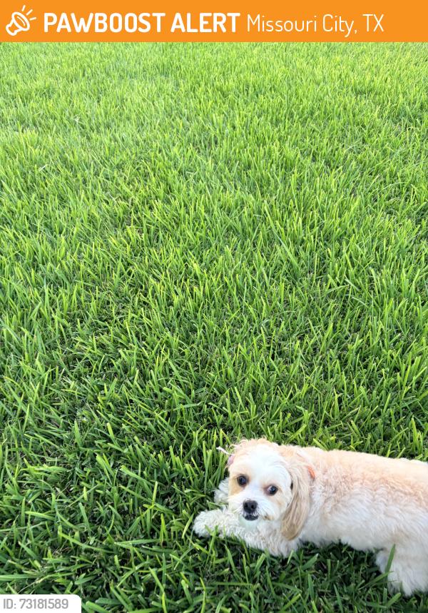 Found/Stray Female Dog last seen Anderson springs, Missouri City, TX 77459