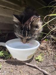 Found/Stray Unknown Cat last seen 10th Street and Orange Avenue, Huntington Beach, CA 92648
