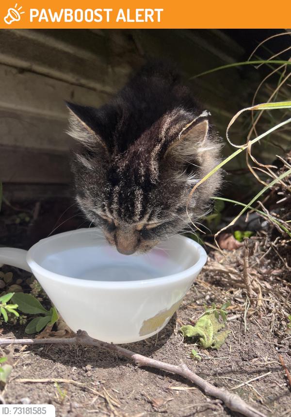 Found/Stray Unknown Cat last seen 10th Street and Orange Avenue, Huntington Beach, CA 92648