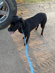 Found/Stray Male Dog last seen Willison and Pretty Prarie, Reno County, KS 67570