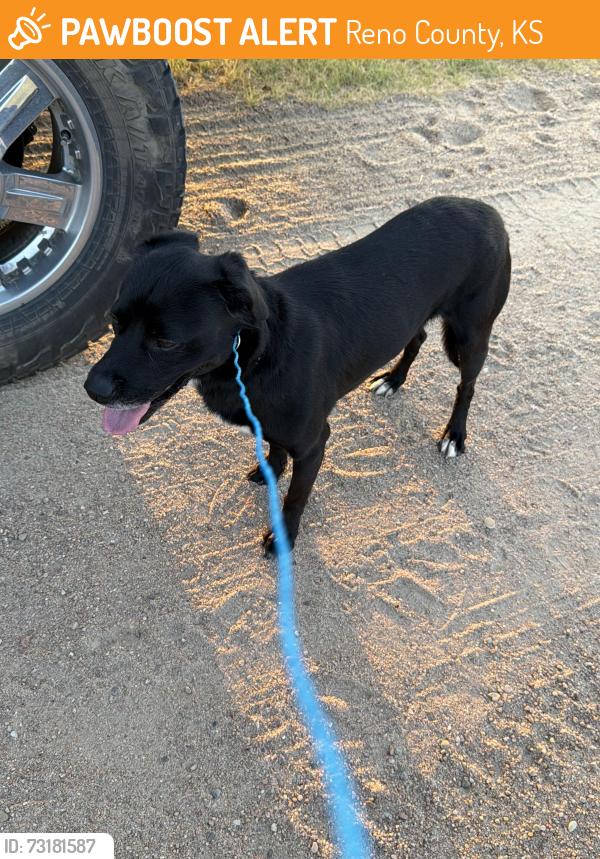 Found/Stray Male Dog last seen Willison and Pretty Prarie, Reno County, KS 67570