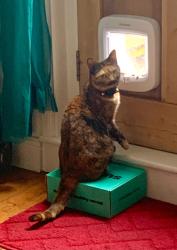 Reunited Female Cat last seen Norfolk street bakery, Grafton, Cambridgeshire, England CB1 2LF