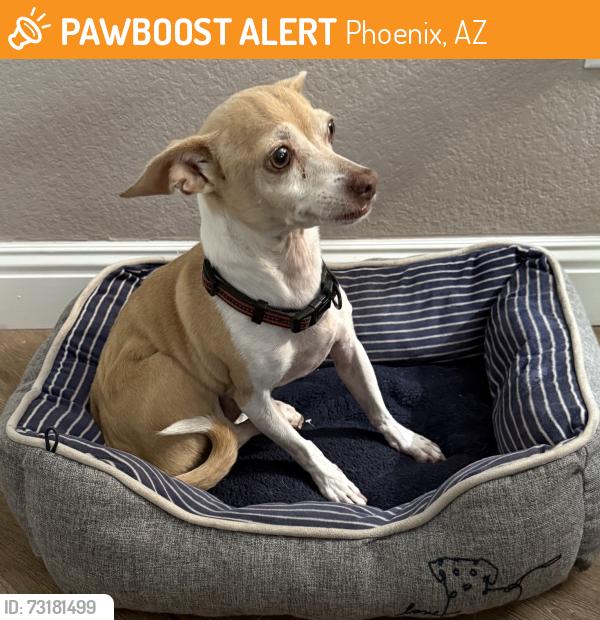 Found/Stray Male Dog last seen 40th Street & Chandler Blvd. Phoenix/Ahwatukee, Phoenix, AZ 85044