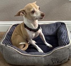 Found/Stray Male Dog last seen 40th Street & Chandler Blvd. Phoenix/Ahwatukee, Phoenix, AZ 85044