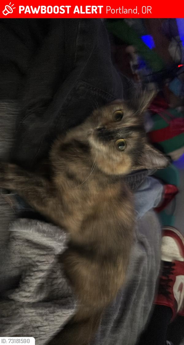 Lost Female Cat last seen Main st village apmts, Portland, OR 97223