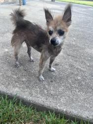 Reunited Male Dog last seen horn high school, Mesquite, TX 75181