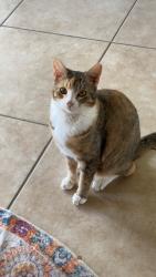Lost Female Cat last seen Baneberry, Magnolia, TX 77355