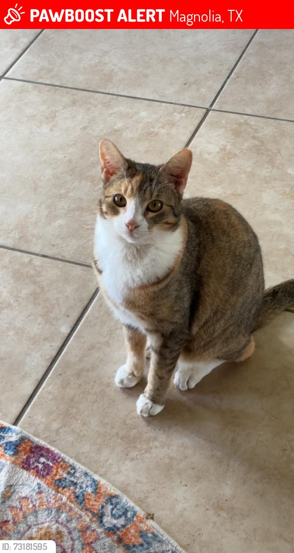 Lost Female Cat last seen Baneberry, Magnolia, TX 77355