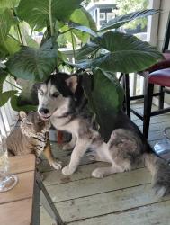 Reunited Male Dog last seen 6th Ave & 37th St, Sacramento, CA 95817