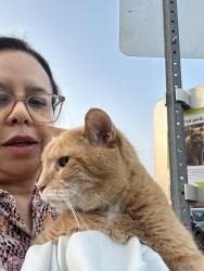 Reunited Male Cat last seen Lautrec street, Brossard, QC 