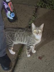 Found/Stray Female Cat last seen Oakdale woods, Charlotte, NC 28216