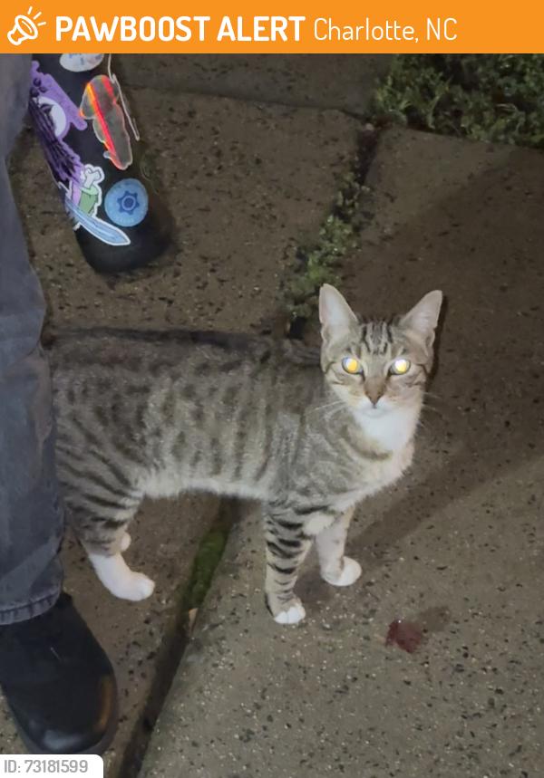 Found/Stray Female Cat last seen Oakdale woods, Charlotte, NC 28216