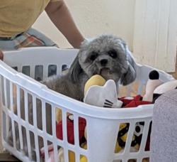 Lost Female Dog last seen Goode St, San Diego, CA 92139