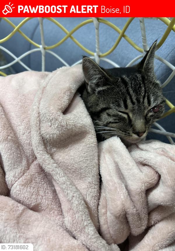 Lost Female Cat last seen Stewart and driscol, Boise, ID 83702