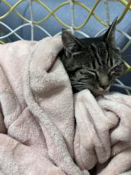 Lost Female Cat last seen Stewart and driscol, Boise, ID 83702
