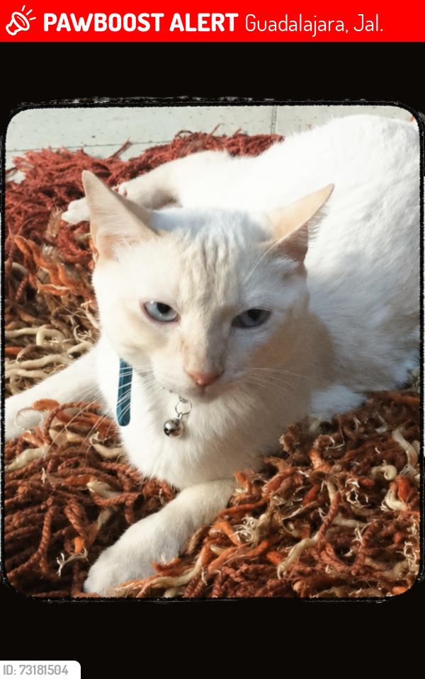 Lost Male Cat last seen Calle Montes Pirineos, entre calle Monte Cáucaso , cerca de la Calzada Independencia Norte, Guadalajara, Jal. 