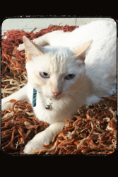Lost Male Cat last seen Calle Montes Pirineos, entre calle Monte Cáucaso , cerca de la Calzada Independencia Norte, Guadalajara, Jal. 