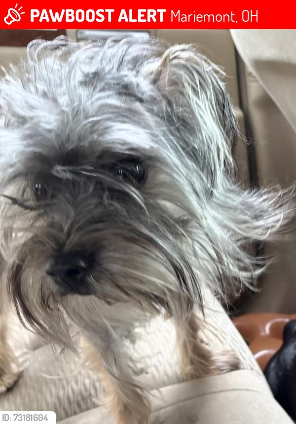 Lost Female Dog last seen Grace and Grove, Mariemont, OH 45227