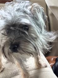 Lost Female Dog last seen Grace and Grove, Mariemont, OH 45227