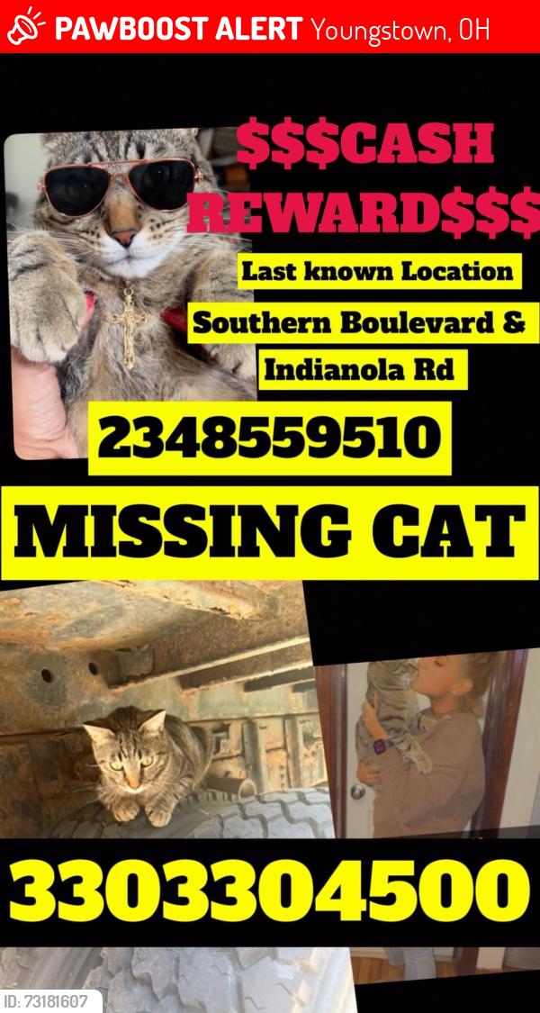 Lost Male Cat last seen Southern Boulevard n Indianola Road, Youngstown, OH 44512